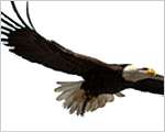 Government – Federal Level
