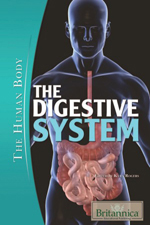 The Human Body: The Digestive System